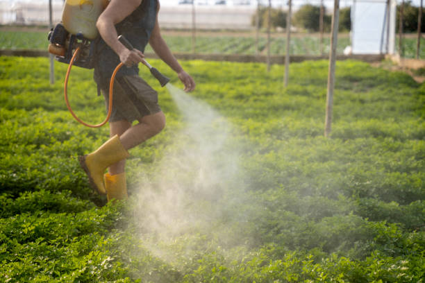 Best Affordable Pest Control Services  in Violet, LA