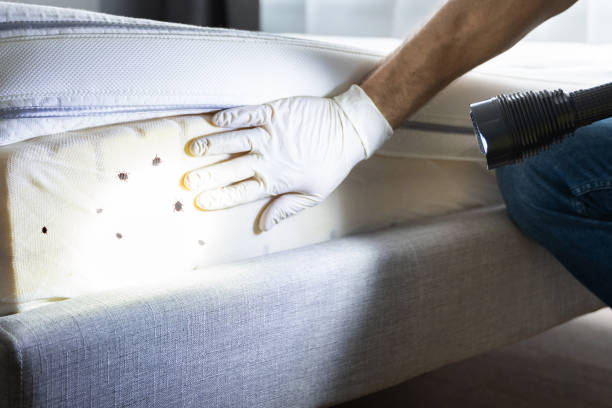Best Cockroach Control Services  in Violet, LA