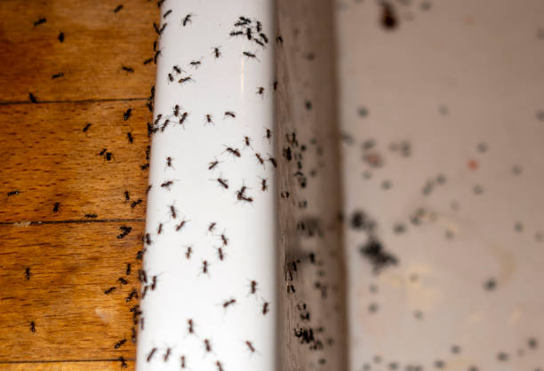 Best Best Pest Control Companies  in Violet, LA