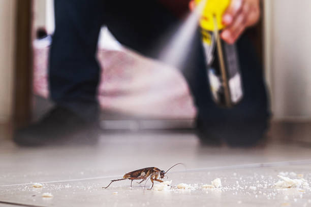 Best Flea Control Services  in Violet, LA